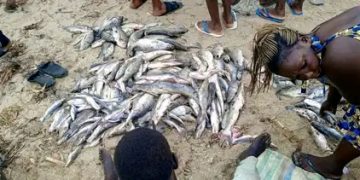 ITURI : le lac Albert en proie à des pêcheurs illicites dans les zones des productions des poissons