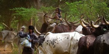 Présence des éleveurs « Mbororo » à Yakoma : l&rsquo;APA/MLC, Rachel Ebi interpelle Kinshasa et invite la population à l&rsquo;unité et à la vigilance